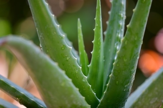 Aloe vera (Burn plant) leaves close-up