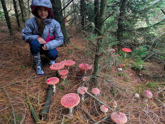 Amamnita muscaria (Fly agaric)