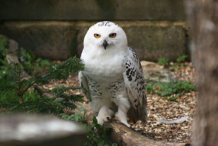 Snowy owl in Central Park, NY