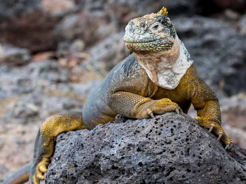 Conolophus subcristatus (Galápagos land iguana)