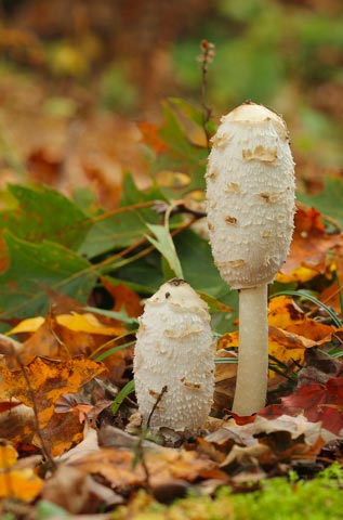 Coprinus comatus (Shaggy ink cap)