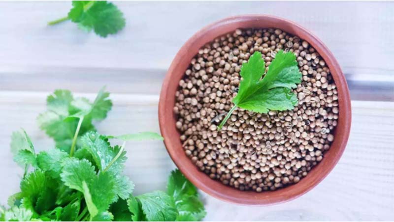 Coriandrum sativum (Cilantro/Coriander) image of leaves and seeds