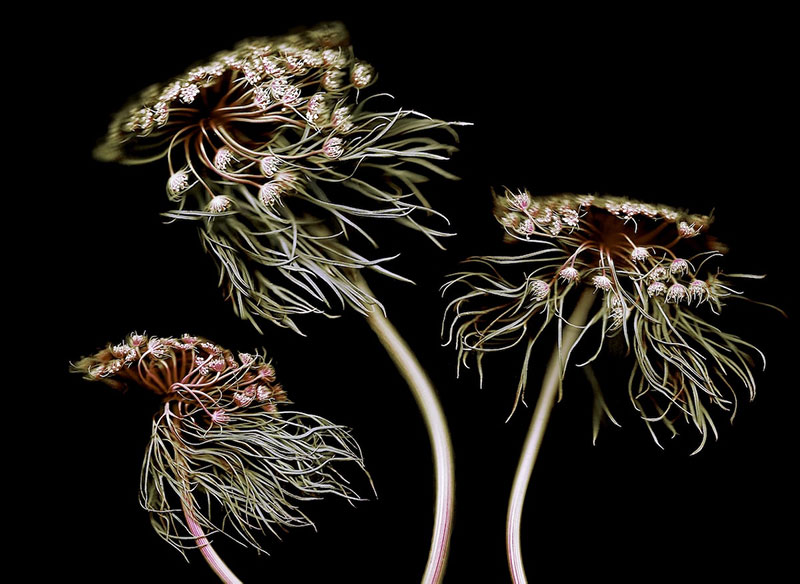 Daucus carota (Wild carrot) movement photography winner