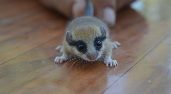 Baby Dryomys nitedula (dormouse)