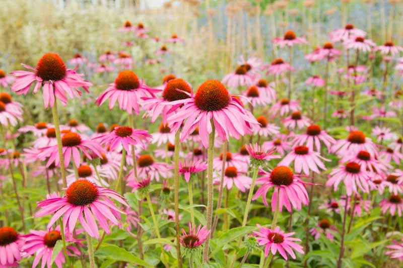 Echinacea purpurea  (Eastern purple coneflower) flowering field