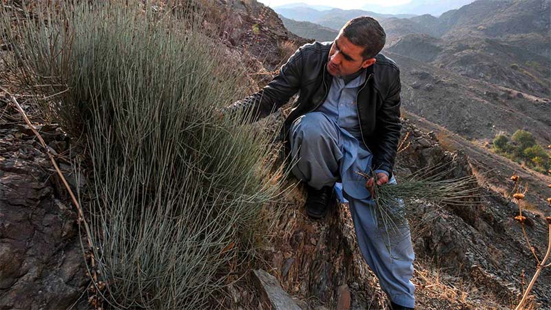 Ephedra sinica (Mormoon tea) Muhammad Rehman Shirzad, a government forensic scientist, inspects an Ephedra sinica plant in the Surobi District in eastern Afghanistan.
