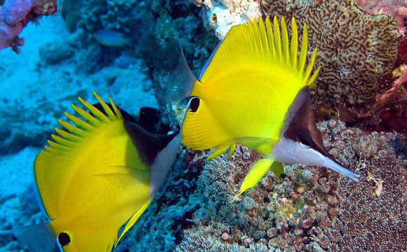 Forcipiger longirostris (Longnose butterfly fish)
