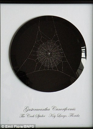 Gastercantaha cancriformis (Spinybacked spider) web art