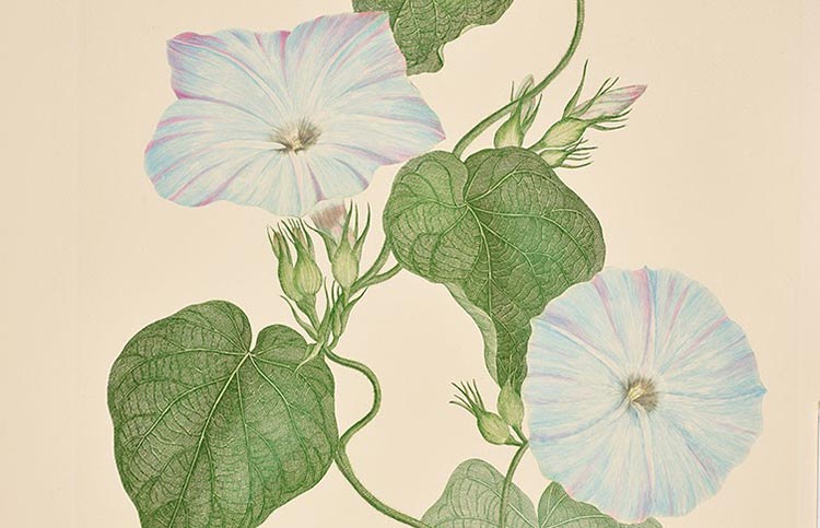 Ipomoea indica (Blue morning glory) illustration by Daniel Solander