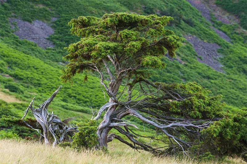 Juniperus communis (Common juniper)