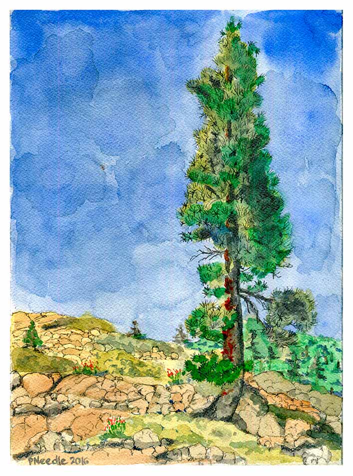 Lodgepole pine (mature tree) near Lake Donner, CA.