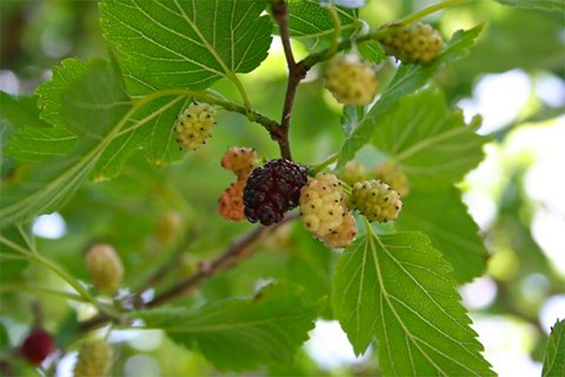 Morus rubra (Red mullberry)