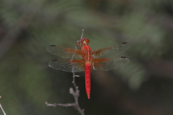 Orthemis ferruginea (Roseate skimmer)