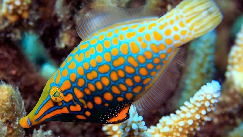 Oxymonacanthus longirostris (Harlequin fish)