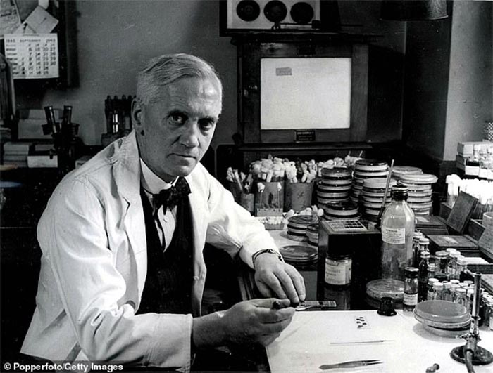 Penicillium chrysogenium (Alexander Fleming) the discoverer of penicillium)