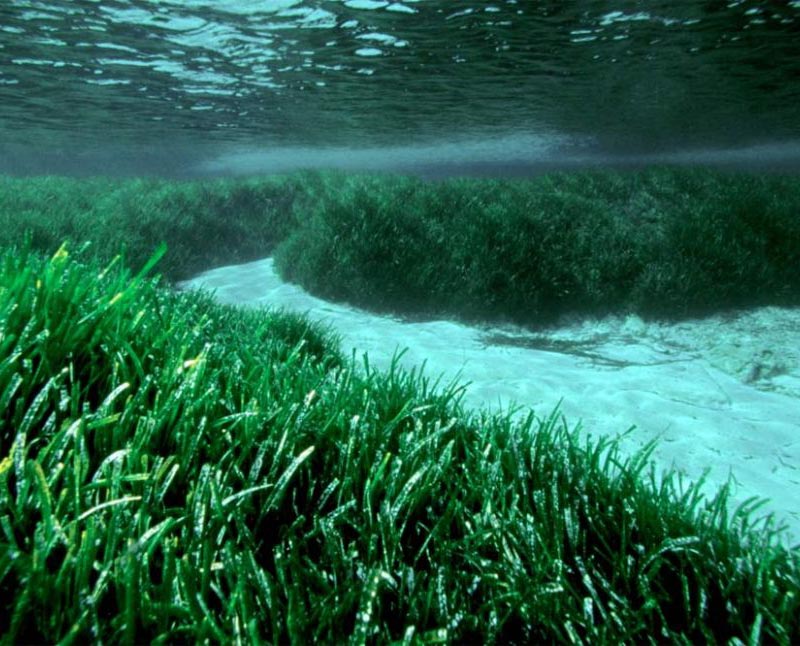 Posidonia oceanica (Neptune seagrass)