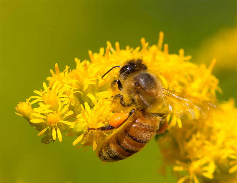 Solidago canadensis (Goldenrod) with honeybee