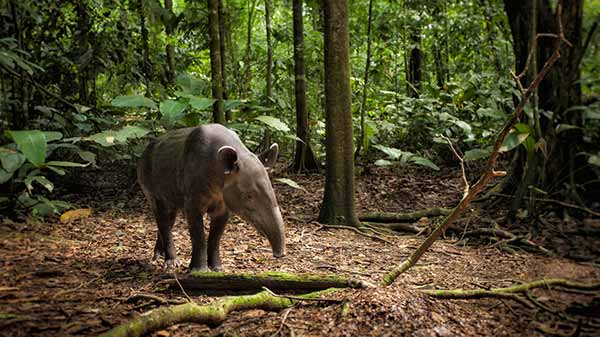 Tapirus bairdii foraging