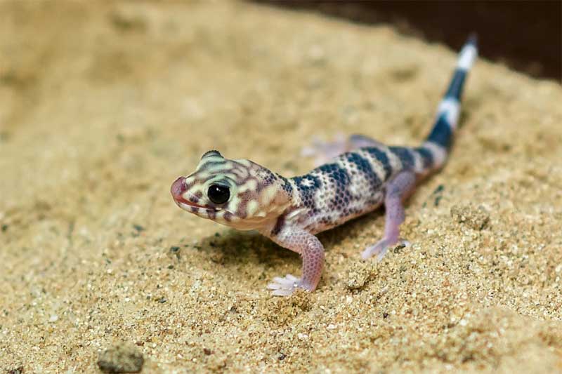 Teratoscincus scincus (Frog-eye gecko)