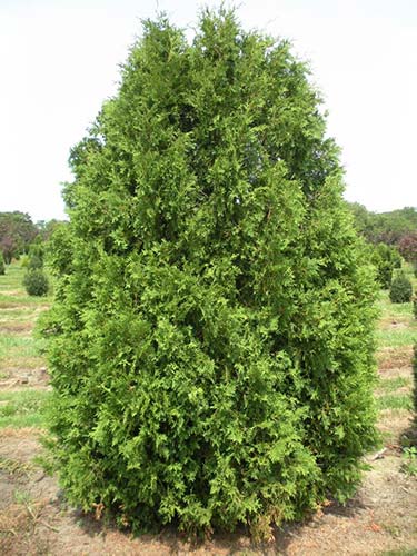 Thuja occidentalis, the tree of life!