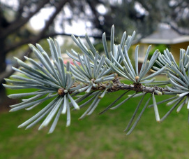 Cedrus atlantica: the true cedar.