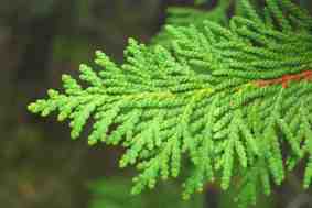 Thuja occidentalis: arborvitae or white cedar.