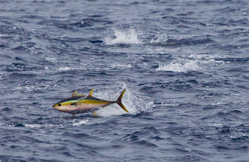 Thunnus albacares (Yellow-fin tuna)