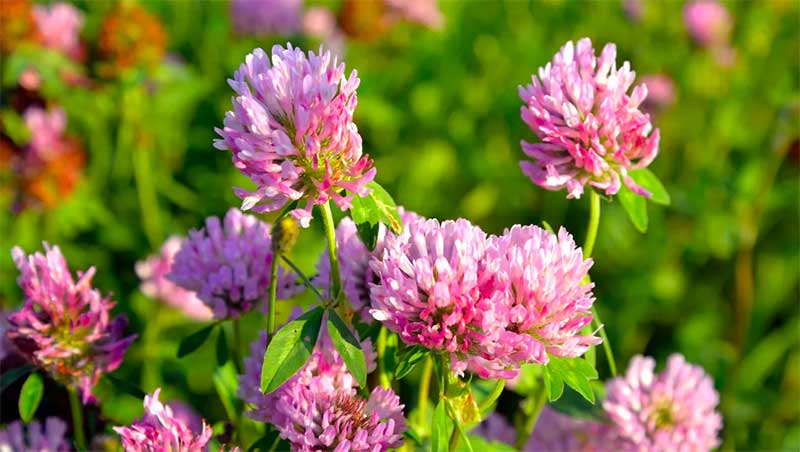 Trifolium pratense (Red clover)