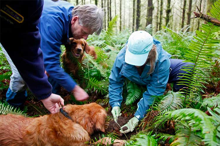 Tuber gibbosum (Oregon white truffle) dog discovering truffles