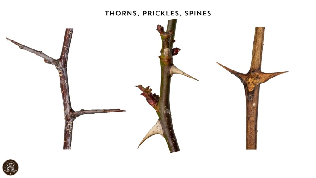 spines, prickles, thorns