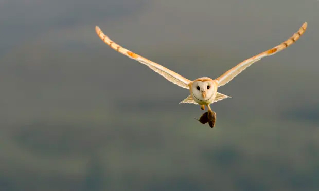 Tyto alba (Barn owl)