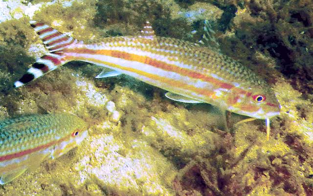 Upeneus vittatus (Yellow-banded goatfish)