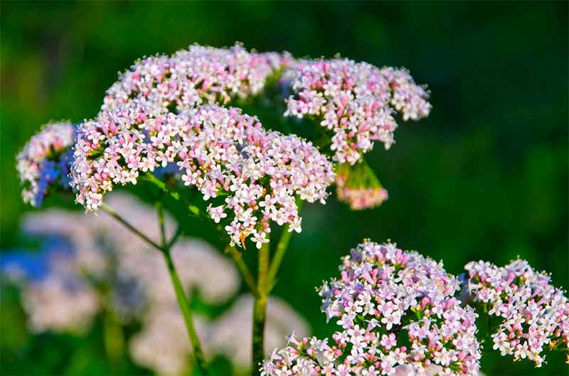 Valerian officinalis (Valerian) flowers