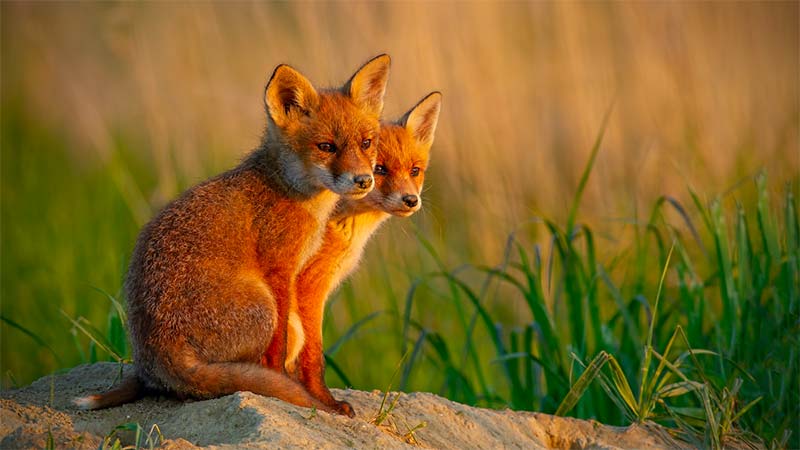 Vulpes vulpes (Red fox)