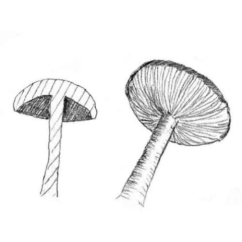 Fungi Gills: adnate