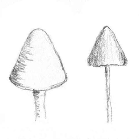 Fungi Cap Shape: conical