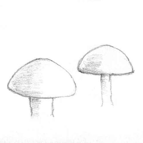 Fungi Cap Shape: convex