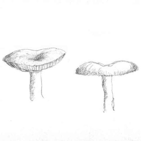 Fungi Cap Shape: depressed