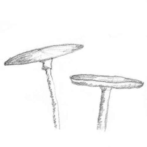 Fungi Cap Shape: flat