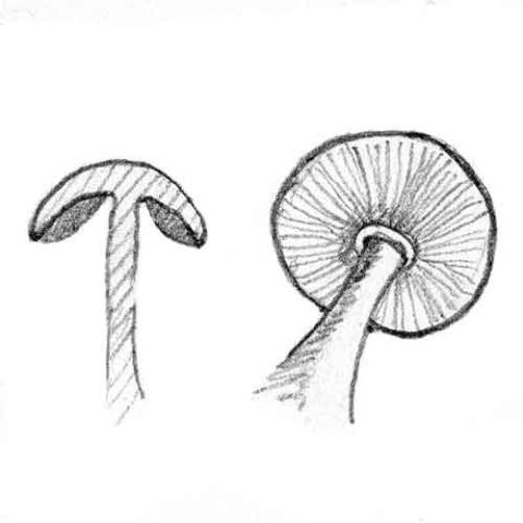 Fungi Gills: free