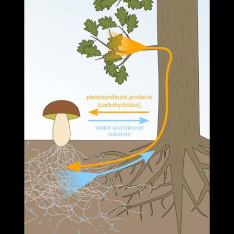 ecological type: mycorrhizal
