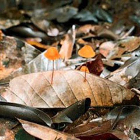 saprotrophic mushrooms feed off a dead leaf