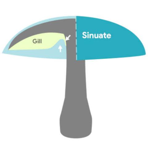 Fungi-ID Gills: sinuate