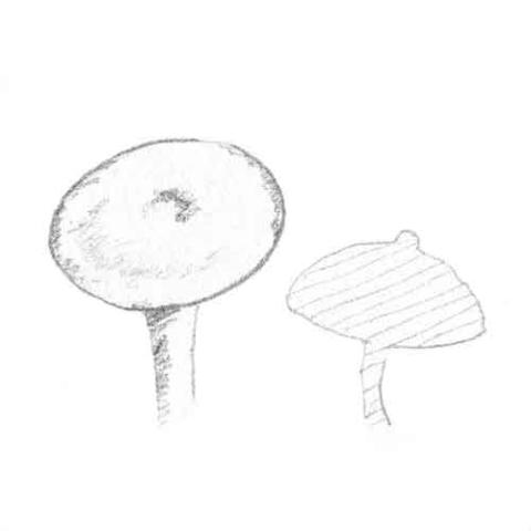 Fungi Cap Shape: umbonate