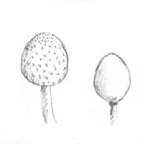 Fungi-ID Cap-Shape: ovate