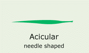 Plantae-ID Leaf-Shape: acicular