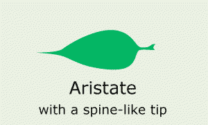 Plantae-ID Leaf-Shape: aristate