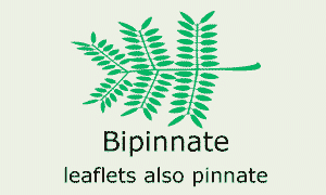 Plantae-ID Leaf-Shape: bipinnate