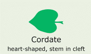 Plantae-ID Leaf-Shape: cordate