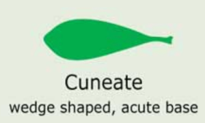 Plantae-ID Leaf-Shape: cuneate